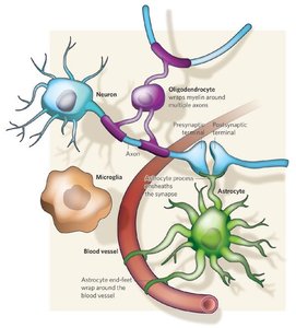 Blood-brain barrier structure