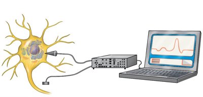Measuring membrane potential with microelectrodes