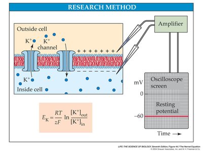 Nernst equation and membrane potential measurement