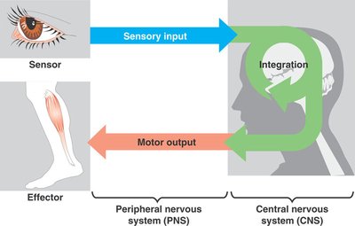 Diagram of sensory input, integration, and motor output in the nervous system