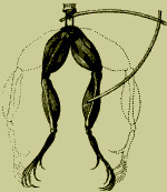 Galvani's frog leg experiment