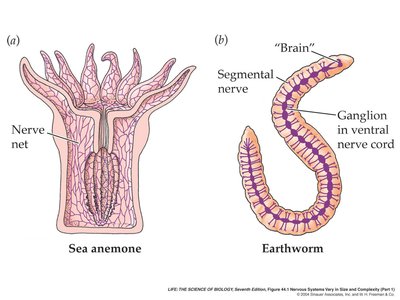 Simple nervous systems in sea anemone and earthworm