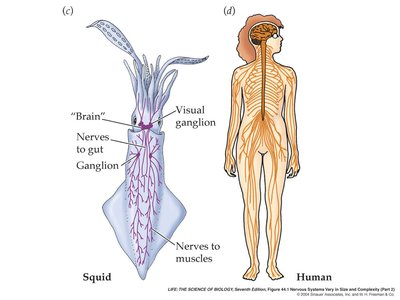 Complex nervous systems in squid and human