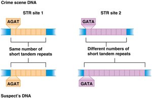 Comparison of STR sites between crime scene DNA and suspect DNA