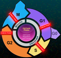 Cell cycle phases and checkpoints