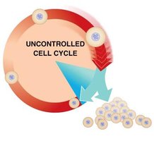 Uncontrolled cell cycle leading to cancer