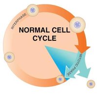 Normal cell cycle
