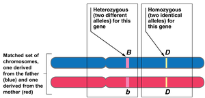 Heterozygous and homozygous alleles on chromosomes