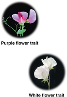 Purple and white flower traits in pea plants