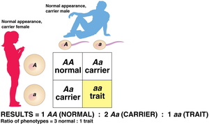 Punnett square showing carrier and trait inheritance