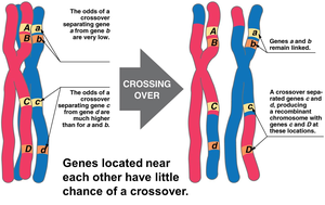 Crossing over and recombinant chromosomes