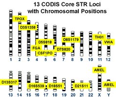 13 CODIS Core STR Loci with Chromosomal Positions