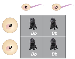 Punnett square for a genetic cross