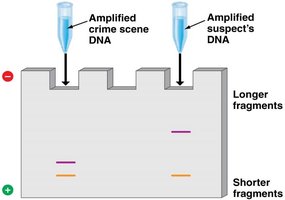 Gel electrophoresis comparing DNA fragments from crime scene and suspect