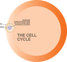The cell cycle overview