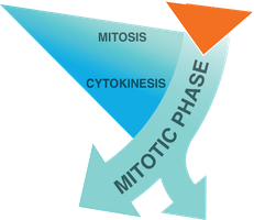 Mitotic phase: mitosis and cytokinesis