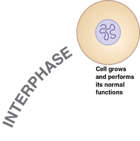 Interphase of the cell cycle
