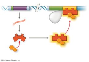 trp operon repressed, tryptophan present