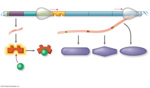 lac operon induced, lactose present