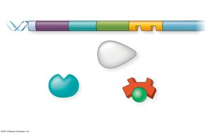 CAP inactive, low cAMP, lac operon weakly transcribed