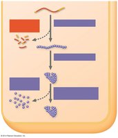 Stages of gene expression regulation in the cytoplasm