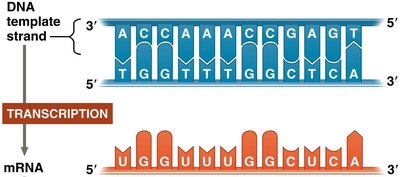Transcription: DNA template to mRNA
