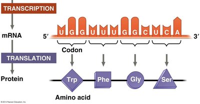 Transcription and translation: from DNA to protein