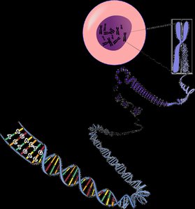 DNA packaged into chromosomes in a cell