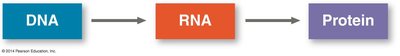 Central dogma: DNA to RNA to Protein