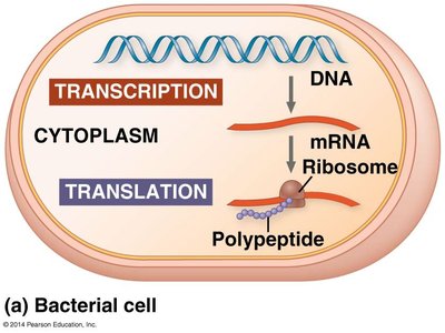 Transcription and translation in a bacterial cell