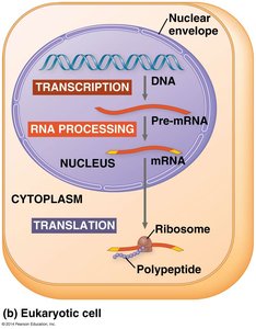 Transcription and translation in a eukaryotic cell