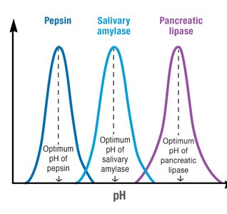 Graph showing optimum pH for pepsin, salivary amylase, and pancreatic lipase