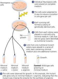 Beadle and Tatum's experimental approach with Neurospora