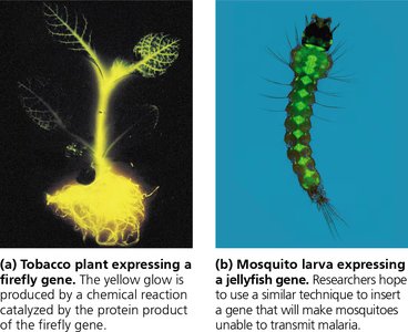 Evidence for evolution: expression of genes from different species