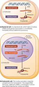 Comparison of gene expression in bacterial and eukaryotic cells