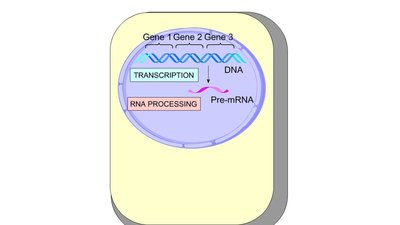 RNA processing in eukaryotic cells