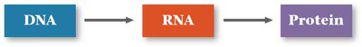 Central dogma: DNA to RNA to protein