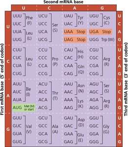 Codon table for mRNA