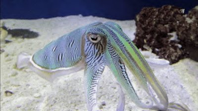 Cuttlefish, Family: Sepiidae