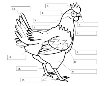 Labeled diagram of chicken body parts