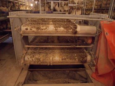 Manure removal system in cage housing