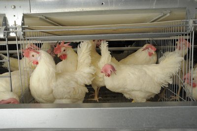 Eggs in supermarket, reflecting efficient production