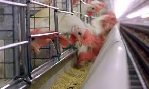 Chickens drinking from nipple drinkers in cages