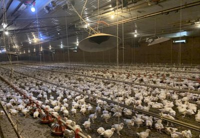 Broiler chickens with poor walking ability