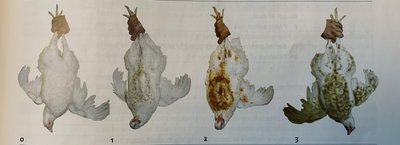 Plumage cleanliness scoring from 0 to 3