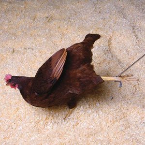 Chicken being caught by the leg with a hook