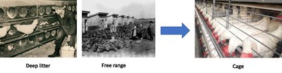 Transition from deep litter and free range to cage system