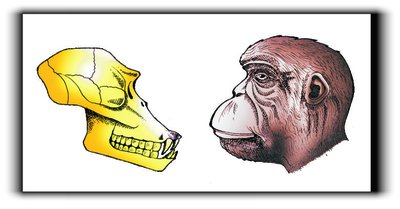 Comparison of primate and early human skulls
