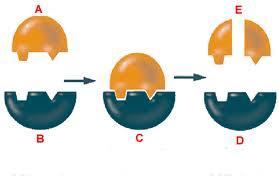 Diagram of enzyme-substrate interaction: substrate binds to enzyme active site, reaction occurs, products released