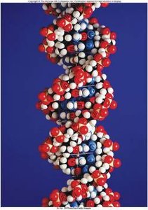 Space-filling model of DNA double helix